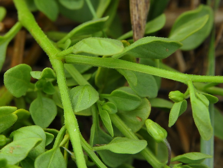 Salpichroa origanifolia - Salpicroa